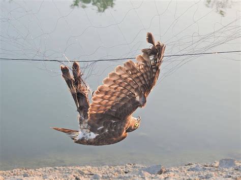 小鳥死了怎麼辦|全國野鳥救傷諮詢&政府單位通訊錄 